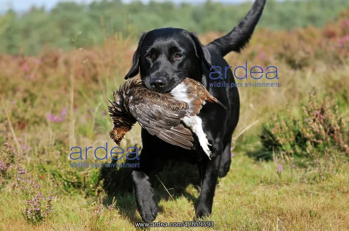 : DOG. Labrador holding grouse in mouth walking through : DOG. Labrador holding grouse in mouth walking through
