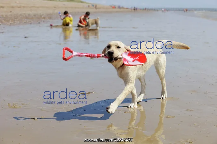 : DOG. Labrador holding spade : DOG. Labrador holding spade