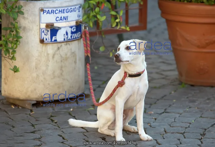 : Dog - Labrador on lead at dog parking station : Dog - Labrador on lead at dog parking station