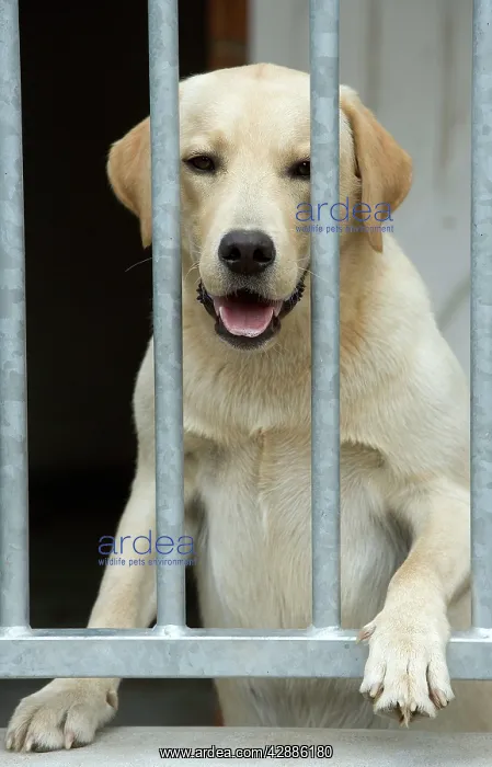 : Dog - labrador looking through bars at rescue centre : Dog - labrador looking through bars at rescue centre