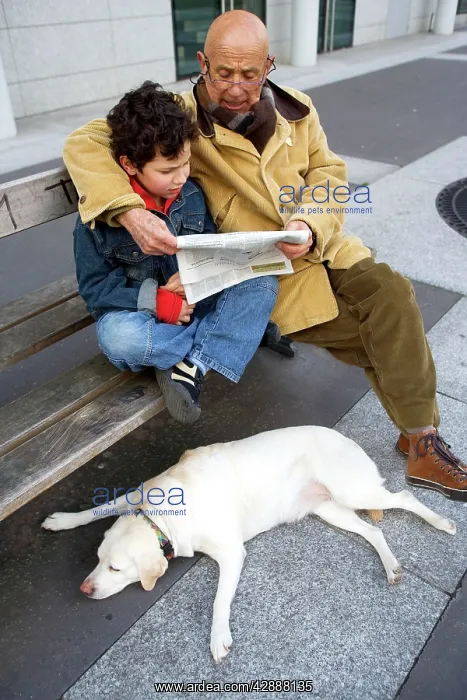 : Dog - Labrador lying next to bench with Man & boy : Dog - Labrador lying next to bench with Man & boy