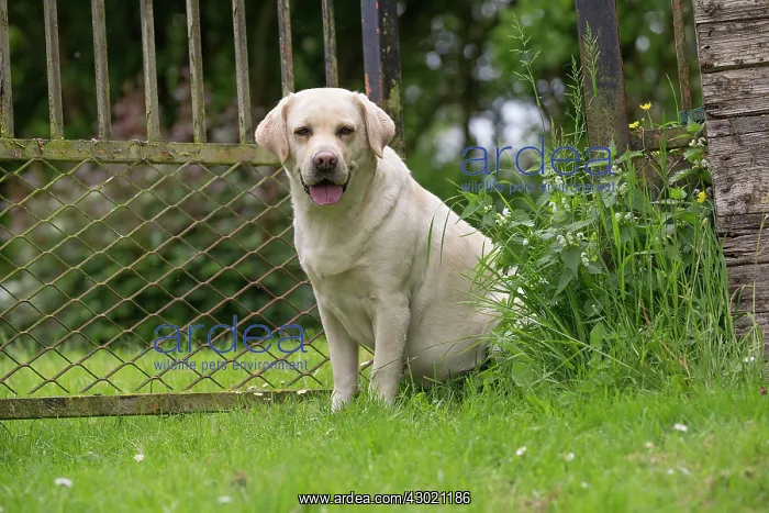  : Dog Labrador mouth open