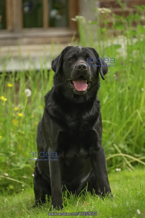  : Dog Labrador mouth open