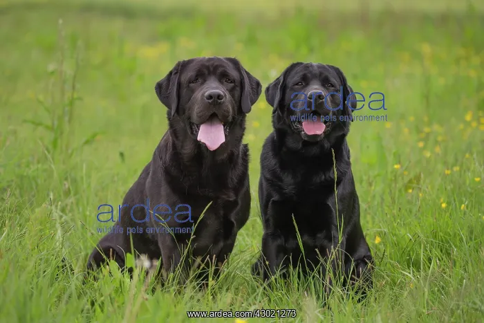  : Dog Labrador mouth open in spring flowers