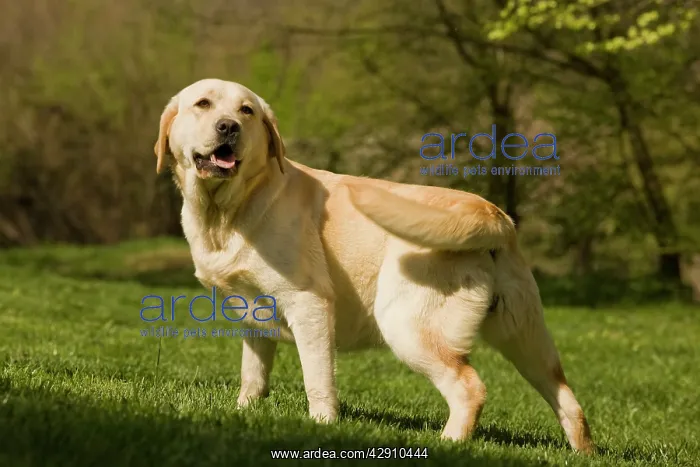  : Dog - Labrador outside