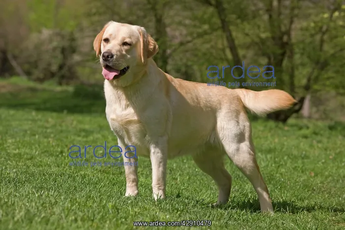  : Dog - Labrador outside