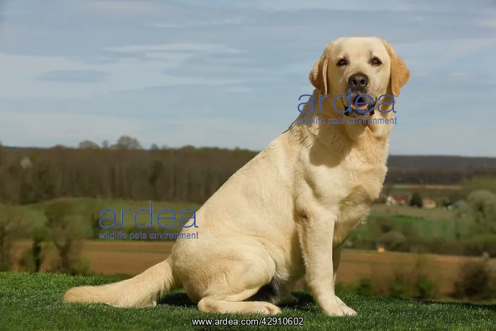  : Dog - Labrador outside