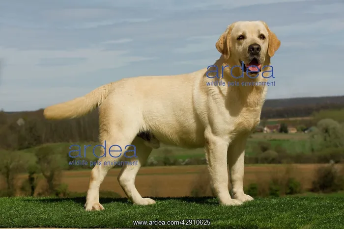  : Dog - Labrador outside