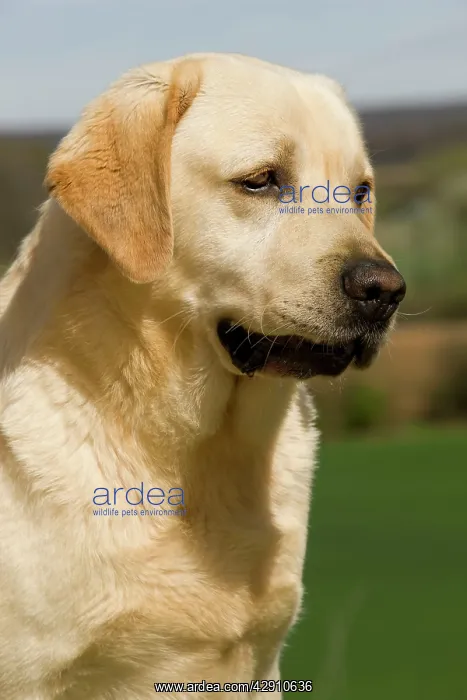  : Dog - Labrador outside