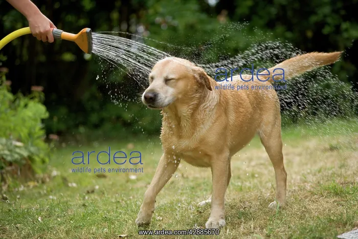  : Dog - labrador playing in sprinkler