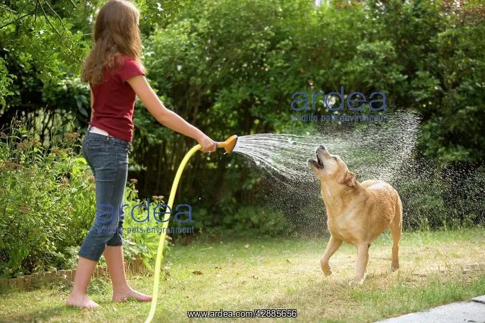 : Dog - labrador playing in sprinkler held by young girl : Dog - labrador playing in sprinkler held by young girl