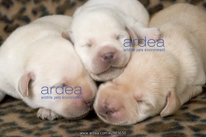 : Dog - Labrador puppies : Dog - Labrador puppies