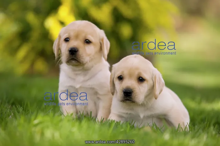 : Dog - Labrador puppies
