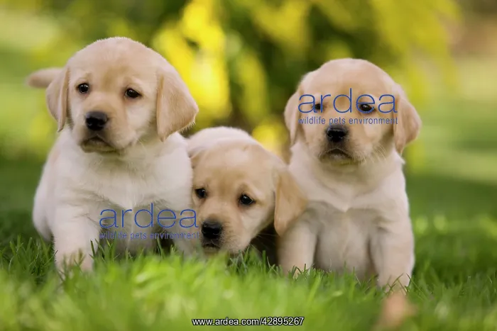  : Dog - Labrador puppies