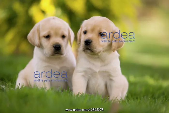  : Dog - Labrador puppies