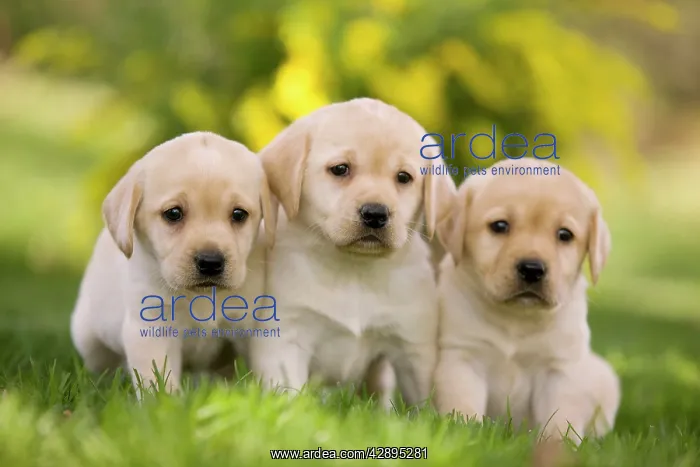  : Dog - Labrador puppies