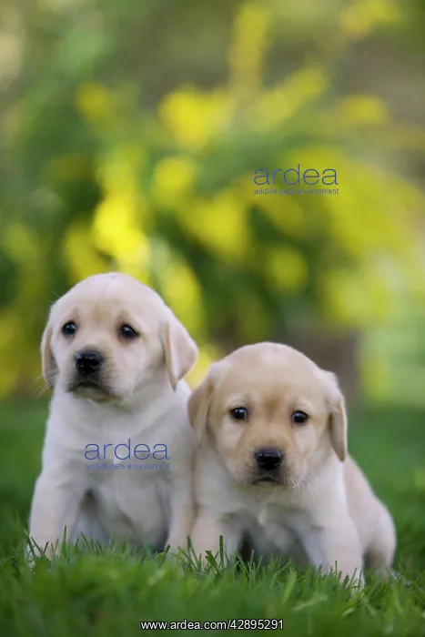  : Dog - Labrador puppies