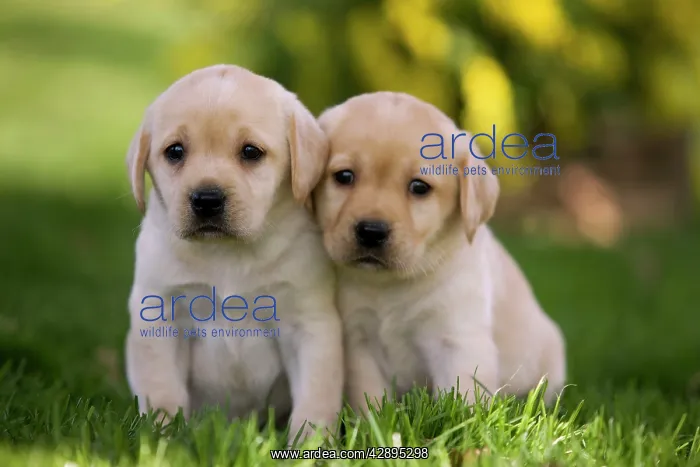  : Dog - Labrador puppies