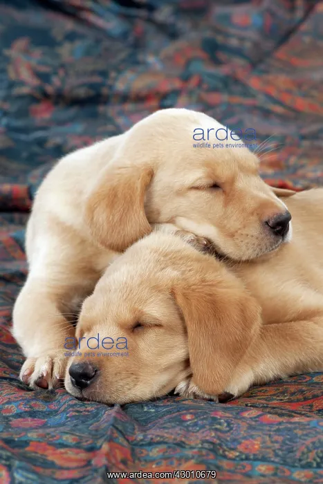 : DOG Labrador puppies ( 6 weeks old ) asleep on fabric : DOG Labrador puppies ( 6 weeks old ) asleep on fabric