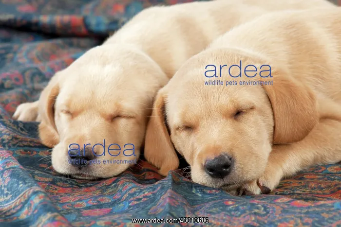 : DOG Labrador puppies ( 6 weeks old ) asleep on fabric : DOG Labrador puppies ( 6 weeks old ) asleep on fabric