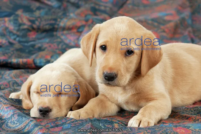 : DOG Labrador puppies ( 6 weeks old ) asleep on fabric : DOG Labrador puppies ( 6 weeks old ) asleep on fabric