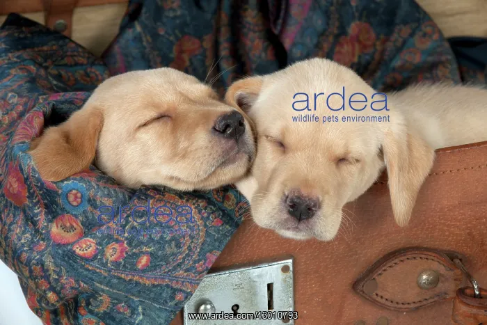 : DOG Labrador puppies ( 6 weeks old ) asleep in an old case : DOG Labrador puppies ( 6 weeks old ) asleep in an old case