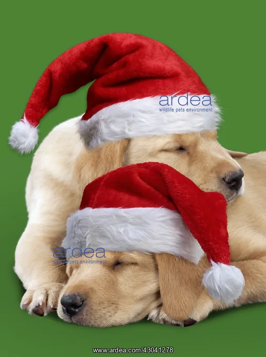 : DOG - Labrador puppies ( 6 weeks old ) asleep wearing : DOG - Labrador puppies ( 6 weeks old ) asleep wearing