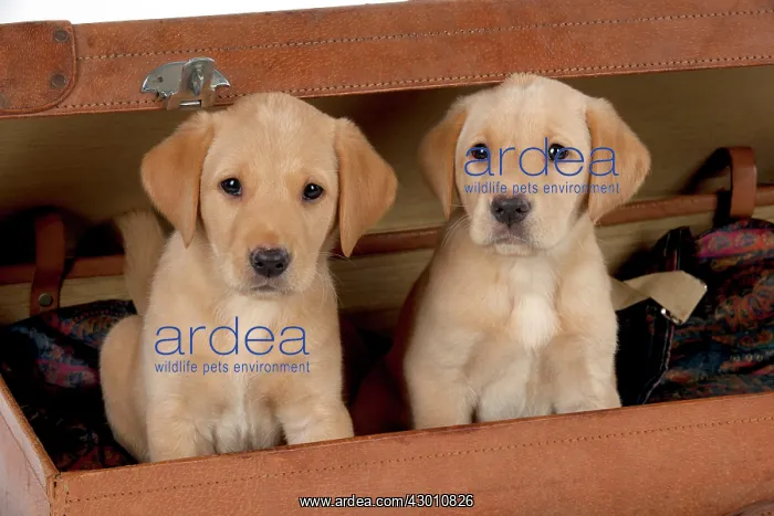: DOG Labrador puppies ( 6 weeks old )in an old case : DOG Labrador puppies ( 6 weeks old )in an old case