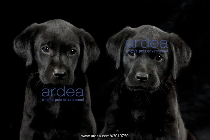 : DOG Labrador puppies ( black, 6 weeks old ) : DOG Labrador puppies ( black, 6 weeks old )