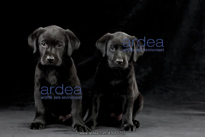 : DOG Labrador puppies ( black, 6 weeks old ) : DOG Labrador puppies ( black, 6 weeks old )
