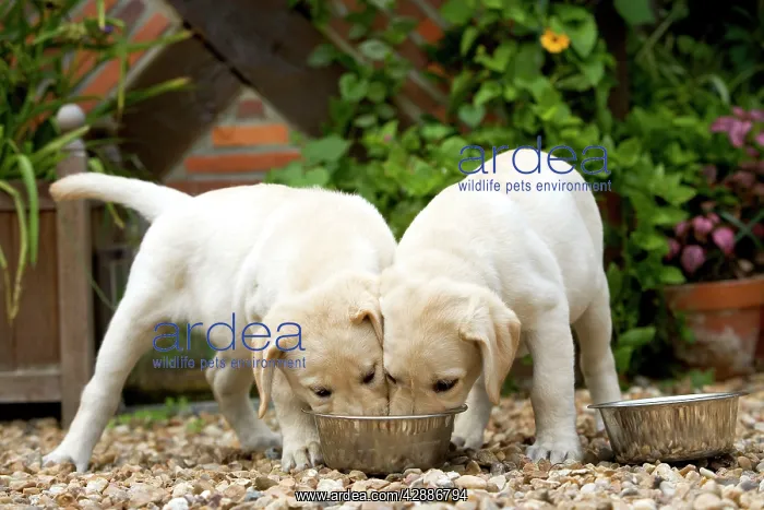  : Dog - Labrador puppies eating from one bowl
