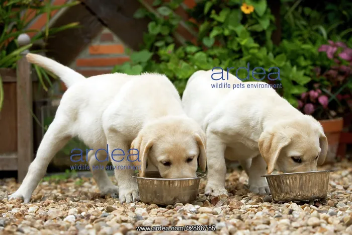  : Dog - Labrador puppies eating from bowls