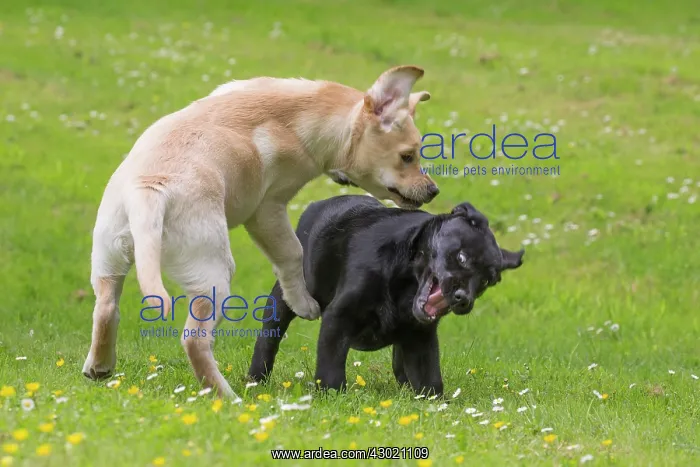  : Dog Labrador puppies playing