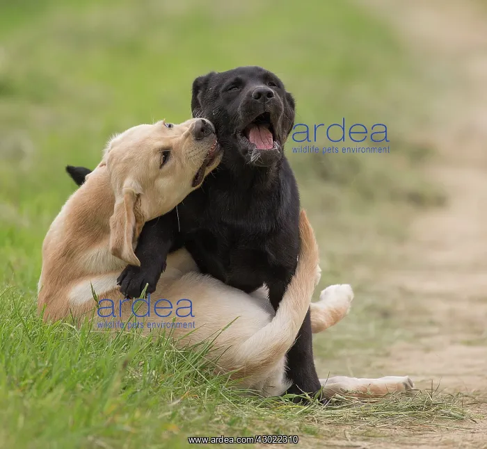  : Dog Labrador puppies playing