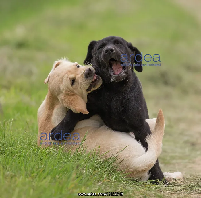 : Dog Labrador puppies playing