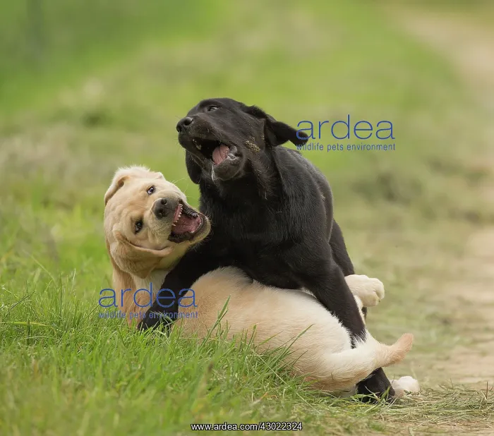  : Dog Labrador puppies playing