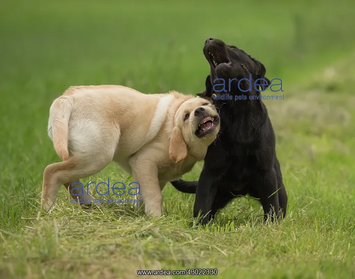  : Dog Labrador puppies playing