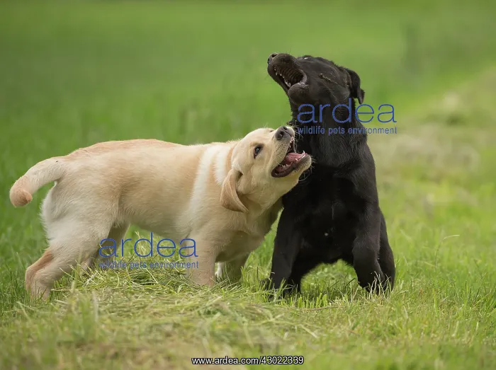 : Dog Labrador puppies playing