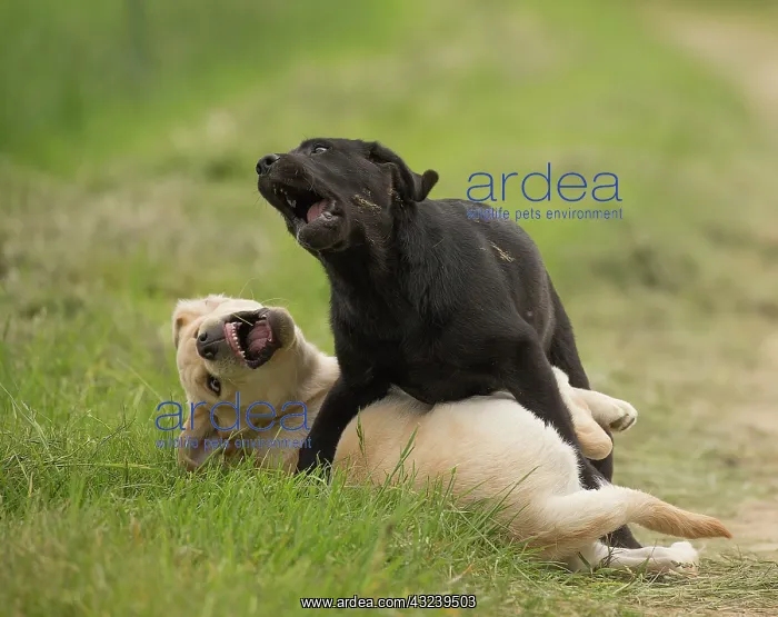  : Dog Labrador puppies playing