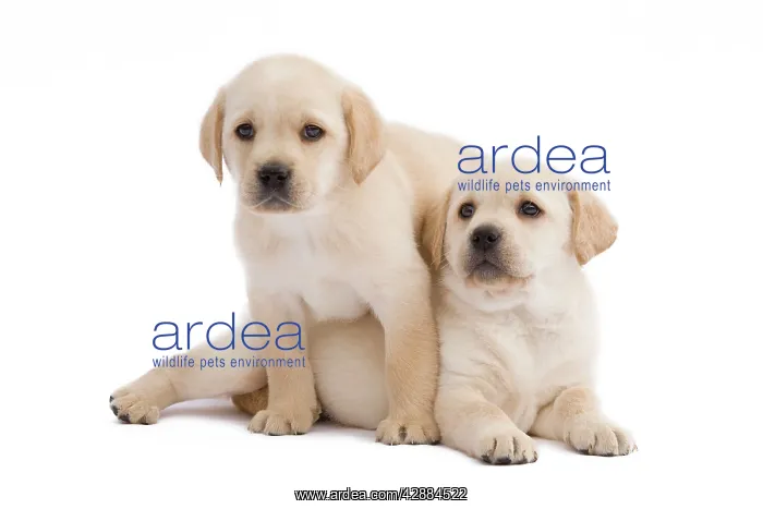  : Dog - Labrador puppies in studio