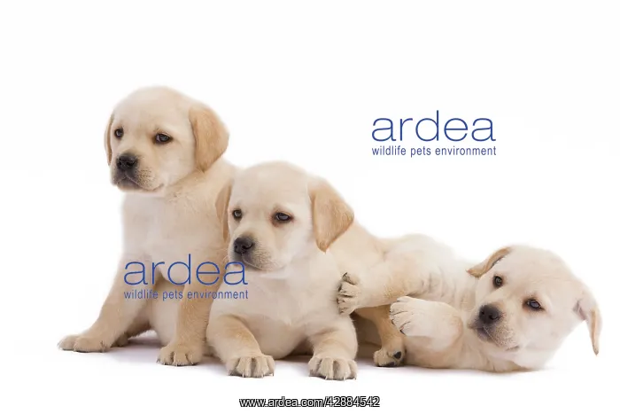  : Dog - three Labrador puppies in studio