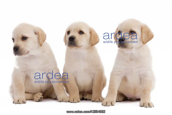  : Dog - three Labrador puppies in studio