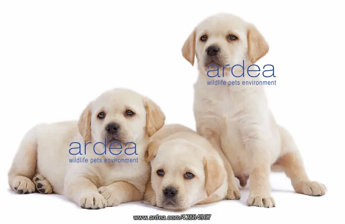  : Dog - three Labrador puppies in studio
