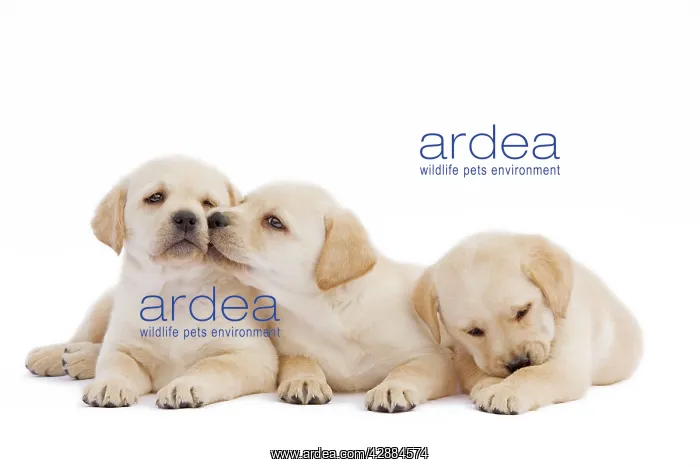  : Dog - three Labrador puppies in studio