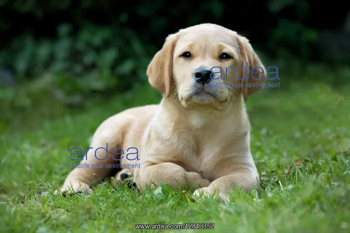  : Dog - Labrador puppy