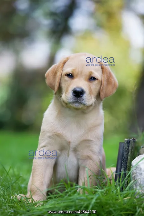  : Dog - Labrador puppy