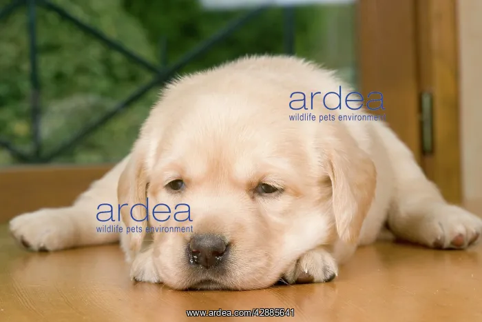 : Dog - Labrador puppy : Dog - Labrador puppy