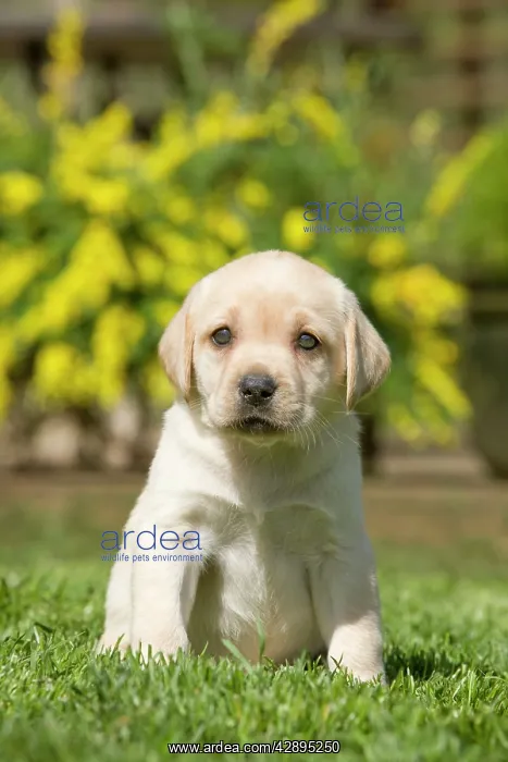  : Dog - Labrador puppy