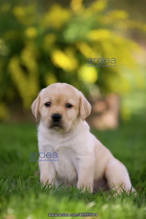  : Dog - Labrador puppy