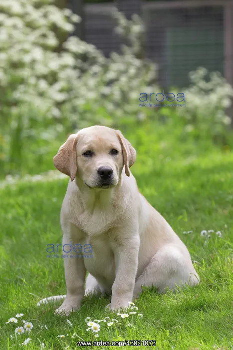  : Dog Labrador puppy